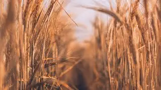 Summer Cicadas and Crickets in a Wheat Field | Afternoon Ambience & Sounds | White Noise | 12 Hrs