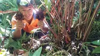 गाउँमा धमाधम अलैंची टिप्दै!! खत्रै चाई अलैंची फलेको अवस्था (black cardamom) @Dreamtouring