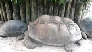 big tortoise small tortoise