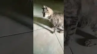 goblok!!kucing ingusan