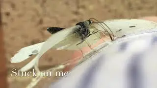 Friendly Cabbage White