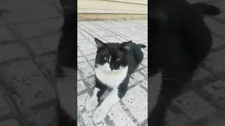 Beautiful lovely homeless black cat #short