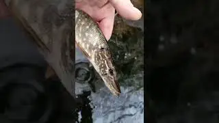 Пьяная рыба
