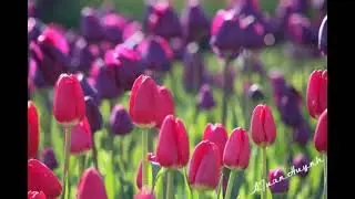 Anh Tuan: Les amoureux qui passent (Christophe) (lyrics)