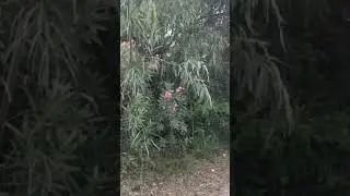 Le voci della natura #naturameravigliosa