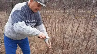 ПЕРЕПРИВИВКА ВИШНИ И ЧЕРЕШНИ