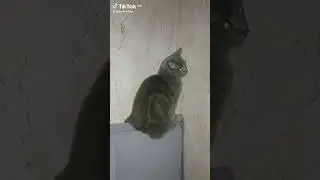 #cat #кот #оскар #котик