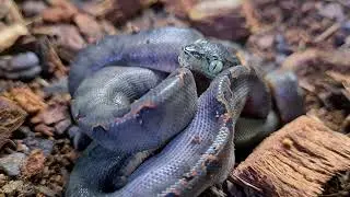 Baby Amazon Tree Boa feeding time