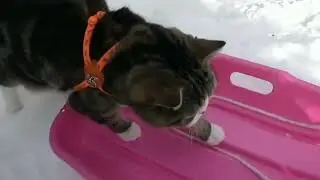 Cats and Snow  Compilation 1