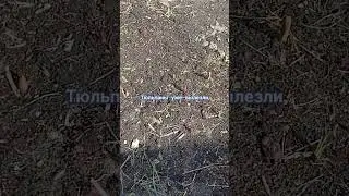 тюльпаны уже вылезли