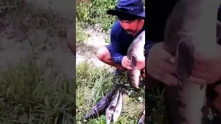 kingfisher #fishing #fish #fishhunting #adventure #fun #harvest #shortvideo #ytshort #foryou