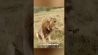Лев быканул на КОРОЛЕВСКУЮ КОРБУ и пожалел 😱🔥🐍