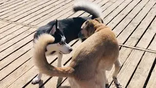 Marty visits the big city dog park 🐾