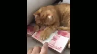 НЕ ТРОГАТЬ!!! #shorts