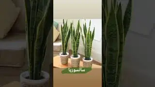 هشت گیاه آپارتمانی مقاوم Eight resistant apartment plants