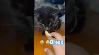 My Cat Wants Some Bread 