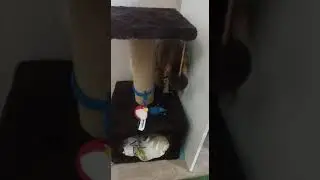 Шарик из валерьянки для кошек.