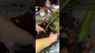 КЛУБОК ЗМЕЙ