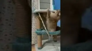 Рождественское Новоселье в Рощино! mp4