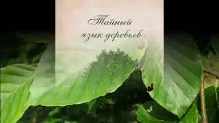 Джилл Дэвис. Тайный язык деревьев. Бук, смоковница (инжир), ясень.