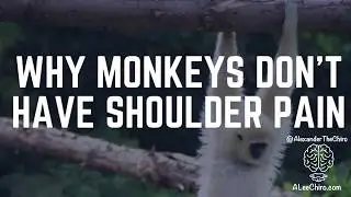 Why Monkeys Don’t Have Shoulder Pain (and why you should HANG every day) 🐒