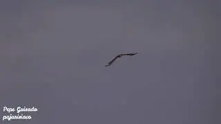 Galápago Leproso, Culebrera y Azulones