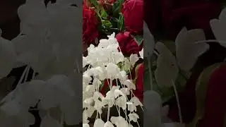 JUMMAH MUBARAK STATUS || HAQDAR ||