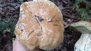 ЗБИРАННЯ ГРИБІВ В ДОЩ!!!