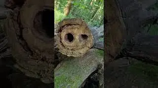 Леший улыбается