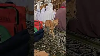 Madina ki Galiyan #naat #makkhamadina #islamicshorts #shorts