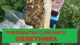ПЧЕЛОМАТКИ С ЛЕСНОГО ОБЛЕТНИКА