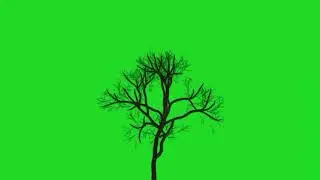 🌳amazing tree animation green screen🟢 video🎥