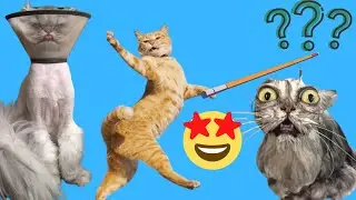 ANIMALES GRACIOSOS QUE HABLAN 2023