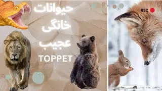 حیوانات خانگی عجیب و غریب پارت1😳😳