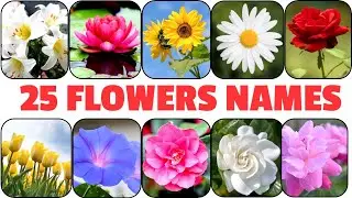 Flowers Names | Learn 25 Flower Names for Kids in English with Pictures | Kids Vocabulary
