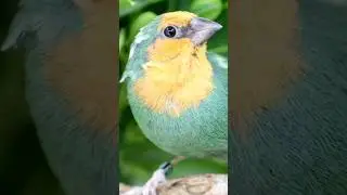 Finch Mutations #shorts