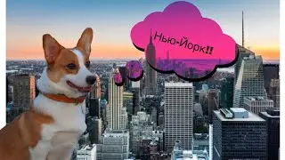 Я в Нью Йорке! Корги Элли (говорящая собака)