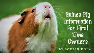 Guinea Pig Information For First Time Owners||By Sourin Dolai ||Mr.Sourin