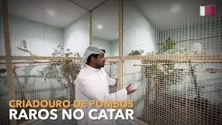 Breeding of RARE DOVES in CATAR | #BIRDTV