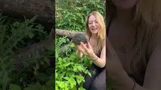 How to identify Chaga fungus ✌️