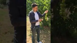 İncir Dölleme - İlekleme Nasıl Yapılır