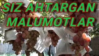Dehqon DILMUROD AKA,   Rizamatota uzum navi xaqida malumot