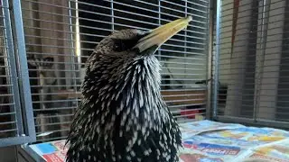 Jaunty little tune after a Beak Trim this morning ❤️