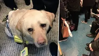 A hidden camera was hung on the guide dog. What she took off will move you to tears