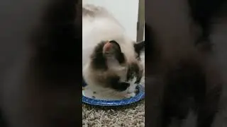 my cat eats salmon (read description)