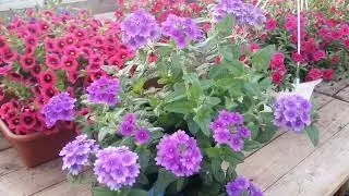 Gorgeous hanging verbena 89086553950 Elena Irkutsk