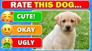 Dog Tier List 🐶 Rate the TOP 51 DOG BREEDS 🐕🐾