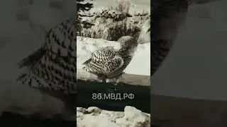 В Югре госавтоинспекторы спасли птицу
