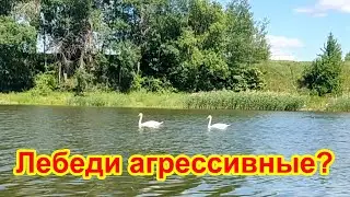 А вы знаете, что лебедь — крайне нервная и агрессивная птица?