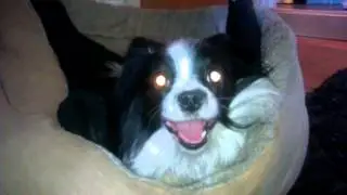 Mindy har fått labbene sine dusja,og som vanlig blir hu spinnvill når hu er våt.Ler meg ihjel!!